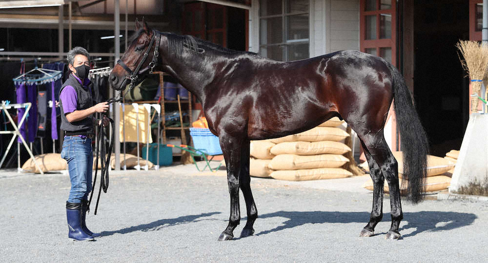 【画像・写真】【ジャパンC】ワールドプレミア75点　毛ヅヤ良好もボリューム物足りず