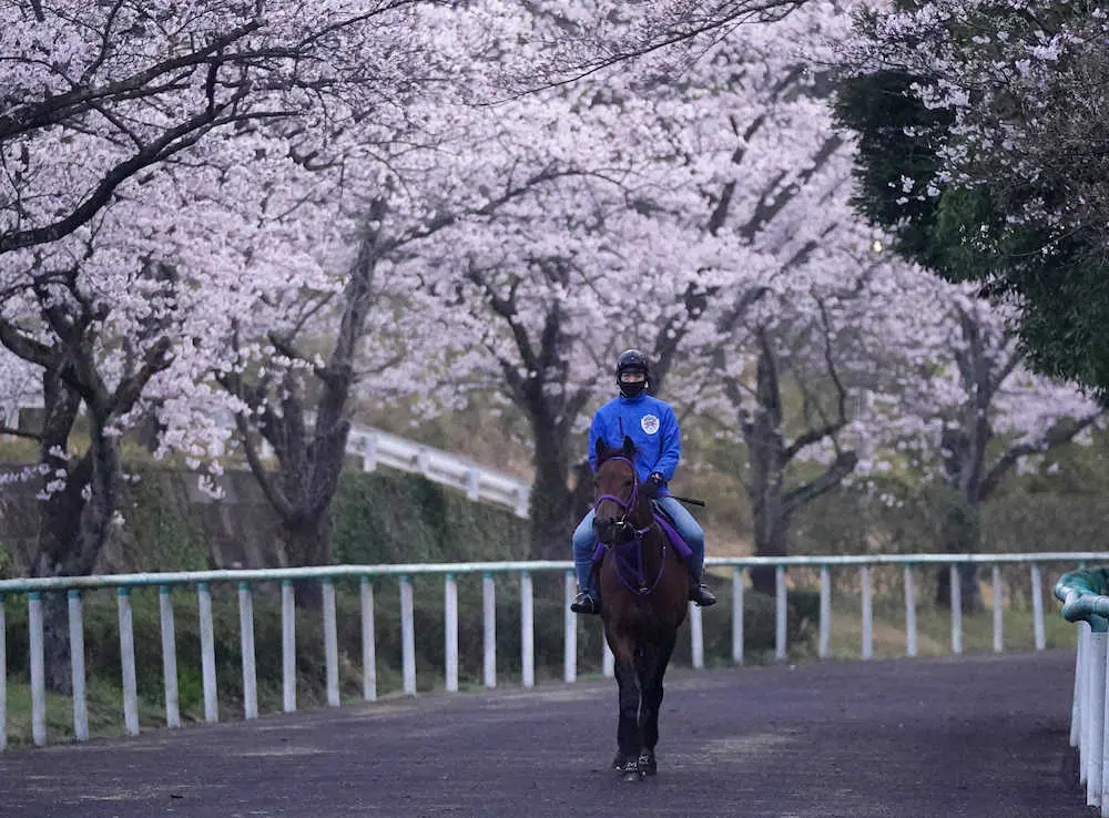 【画像・写真】【大阪杯】（6）エフフォーリア　初の関西輸送リラックス、鹿戸師「内めの偶数はいいね」