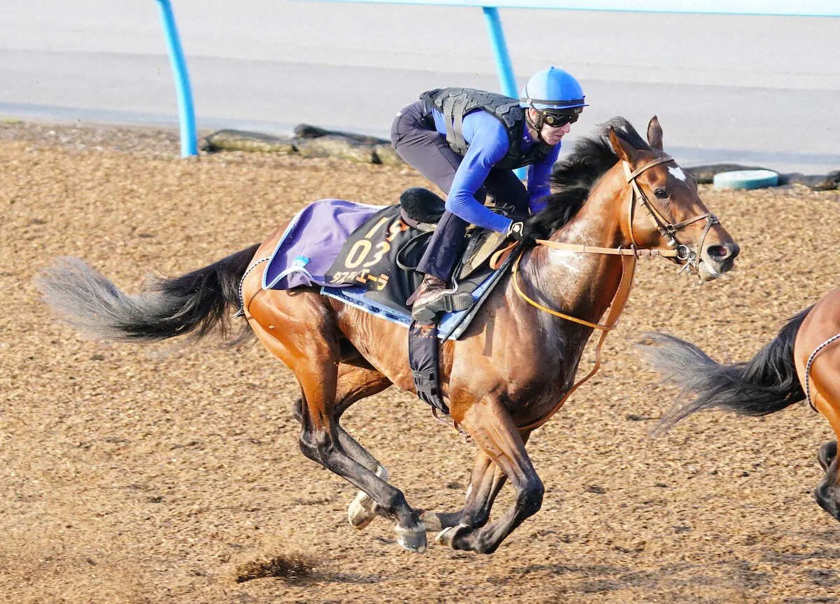 【画像・写真】レーンを背に追い切るタスティエーラ（撮影・村上大輔）