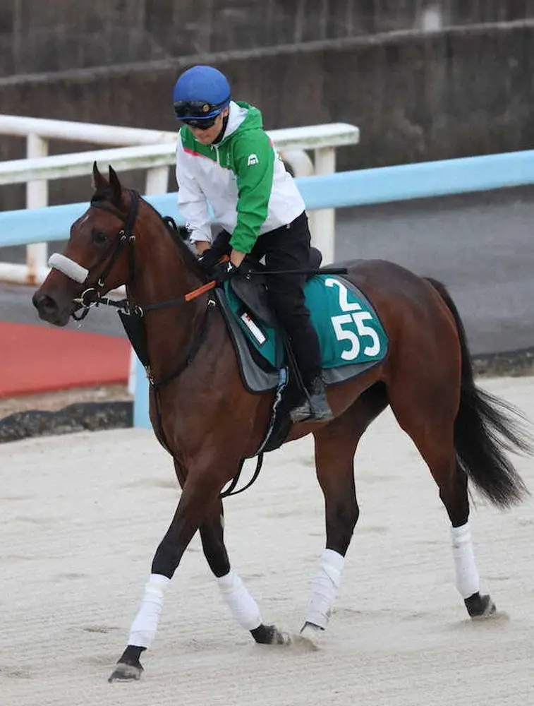 【画像・写真】【中京新馬戦】ハリウッドメモリー　兄スマッシュ以上の走りを!陣営期待「仕上がりは早そう」