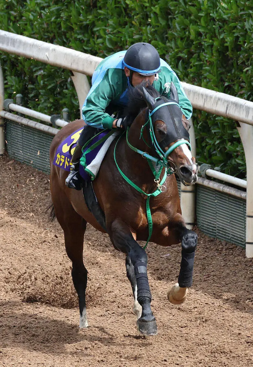 【画像・写真】引退発表のカテドラル、珠洲ホースパークで乗馬に…元JRA調教師の角居勝彦氏が開設