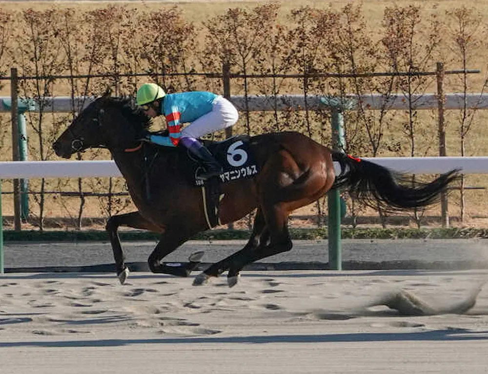 【画像・写真】チャンピオンズC登録馬発表、無敗5連勝中のヤマニンウルスは除外対象　出走馬決定順19番目