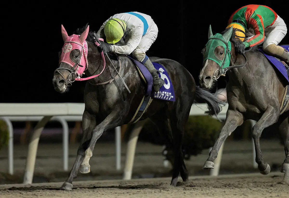 【画像・写真】前々走で同舞台の重賞を勝っているピカンチフラワー（岩手県競馬組合提供）