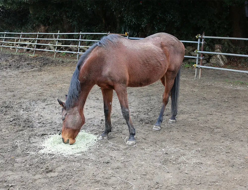 【画像・写真】“負け組の星”ハルウララ死す　113連敗も当たらない馬券がお守りに　武豊騎乗、映画化と社会現象